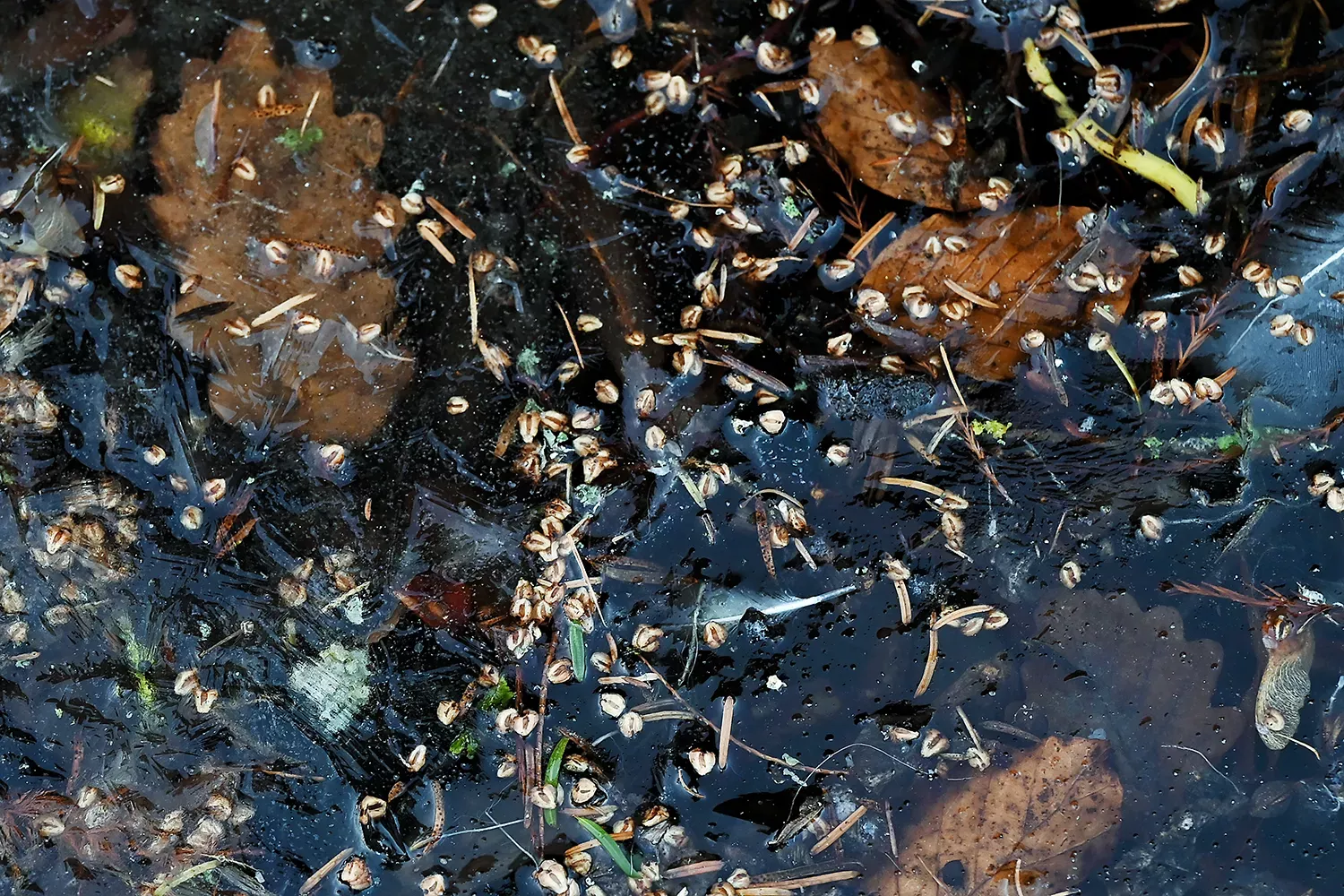 frozen-leaves