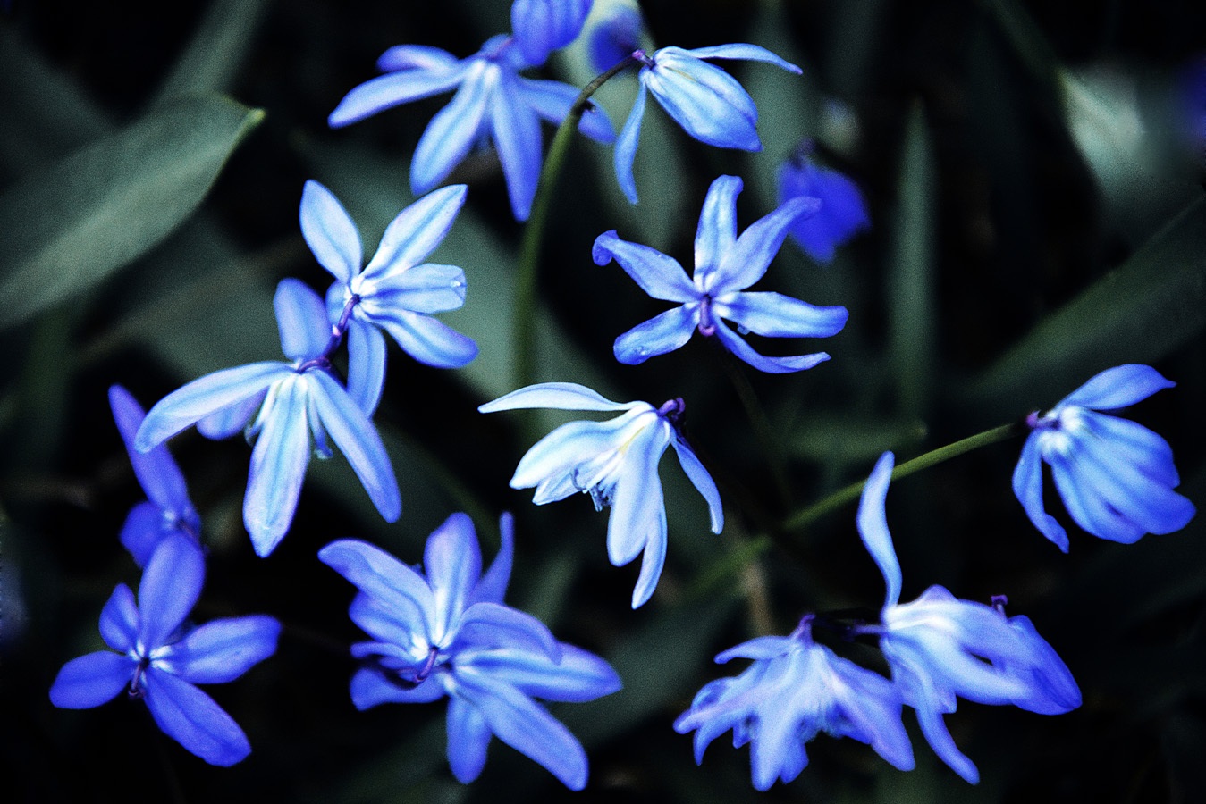 Blausterne Scilla #starhyacinth, #blaustern #hyacinthe squill