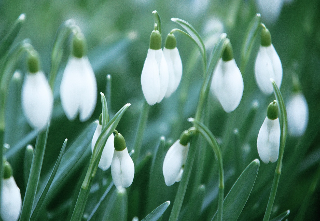 Schneeglöckchen  snowdrop perceneige #sneeuwklokjes #bucaneve, #Galanthus