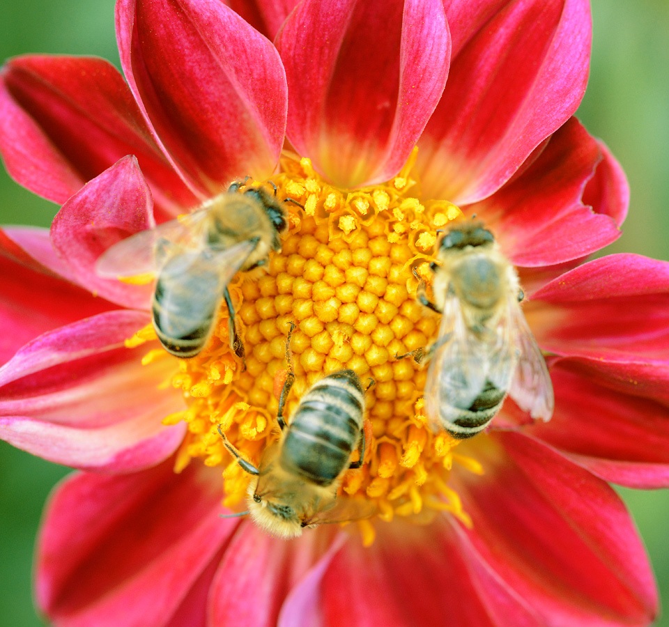 bees invade dahlia