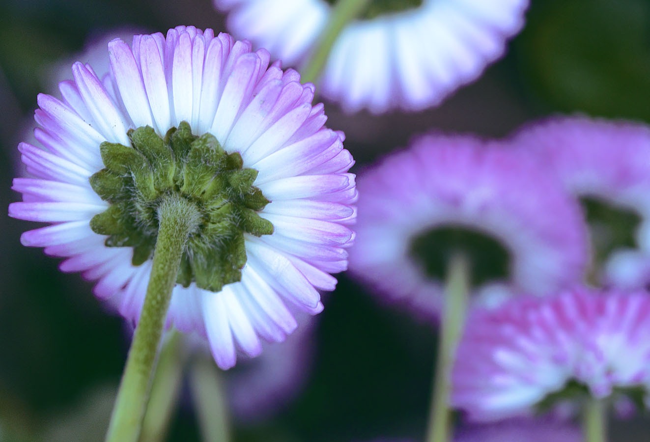 flower from below