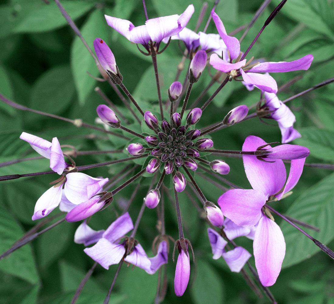 flower-web