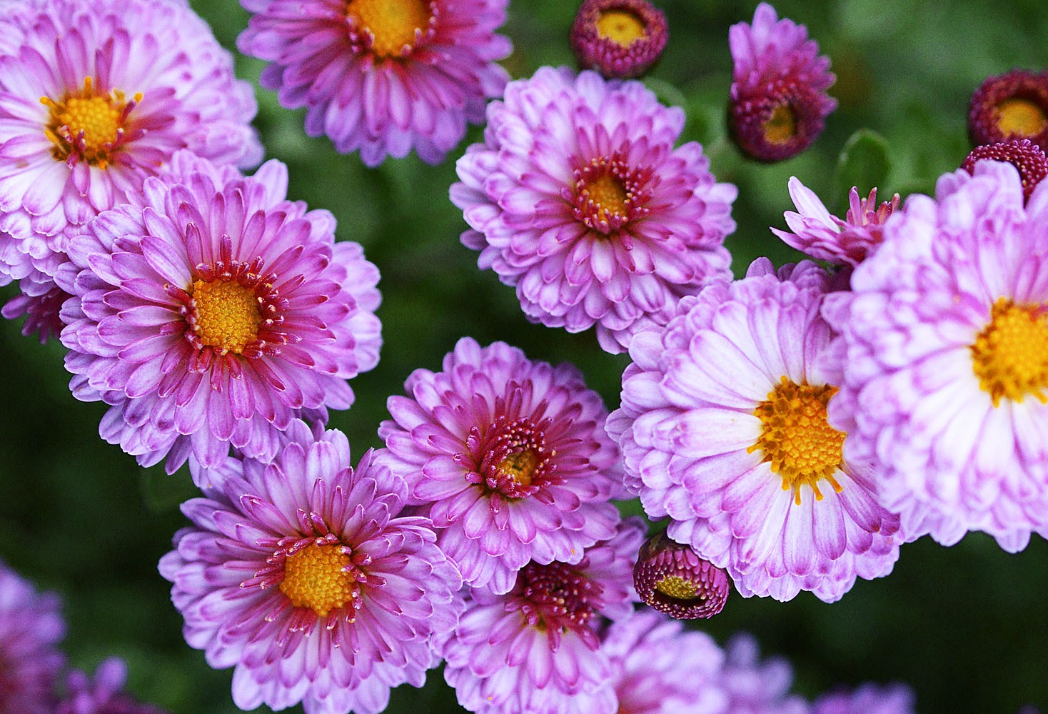 herbstchrysanthemen-pink