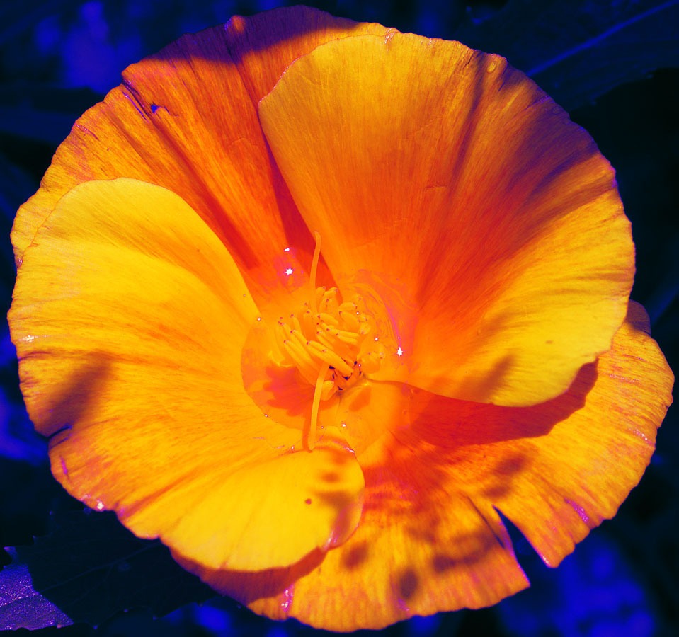 psychedelic flower web