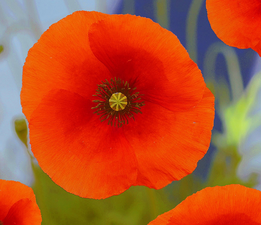 red mohn rising mohnblume_EMA7704