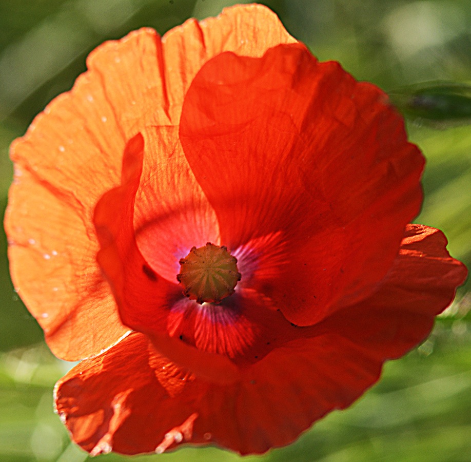 red mohn rising