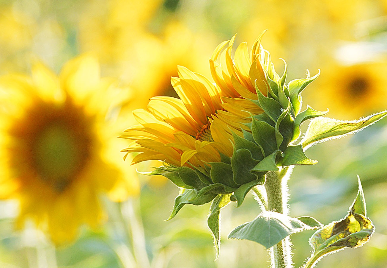 sonnenblume-natur-fotografie