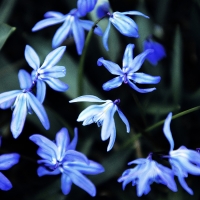 Blausterne Scilla #starhyacinth, #blaustern #hyacinthe squill