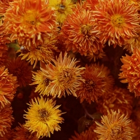 herbstchrysanthemen