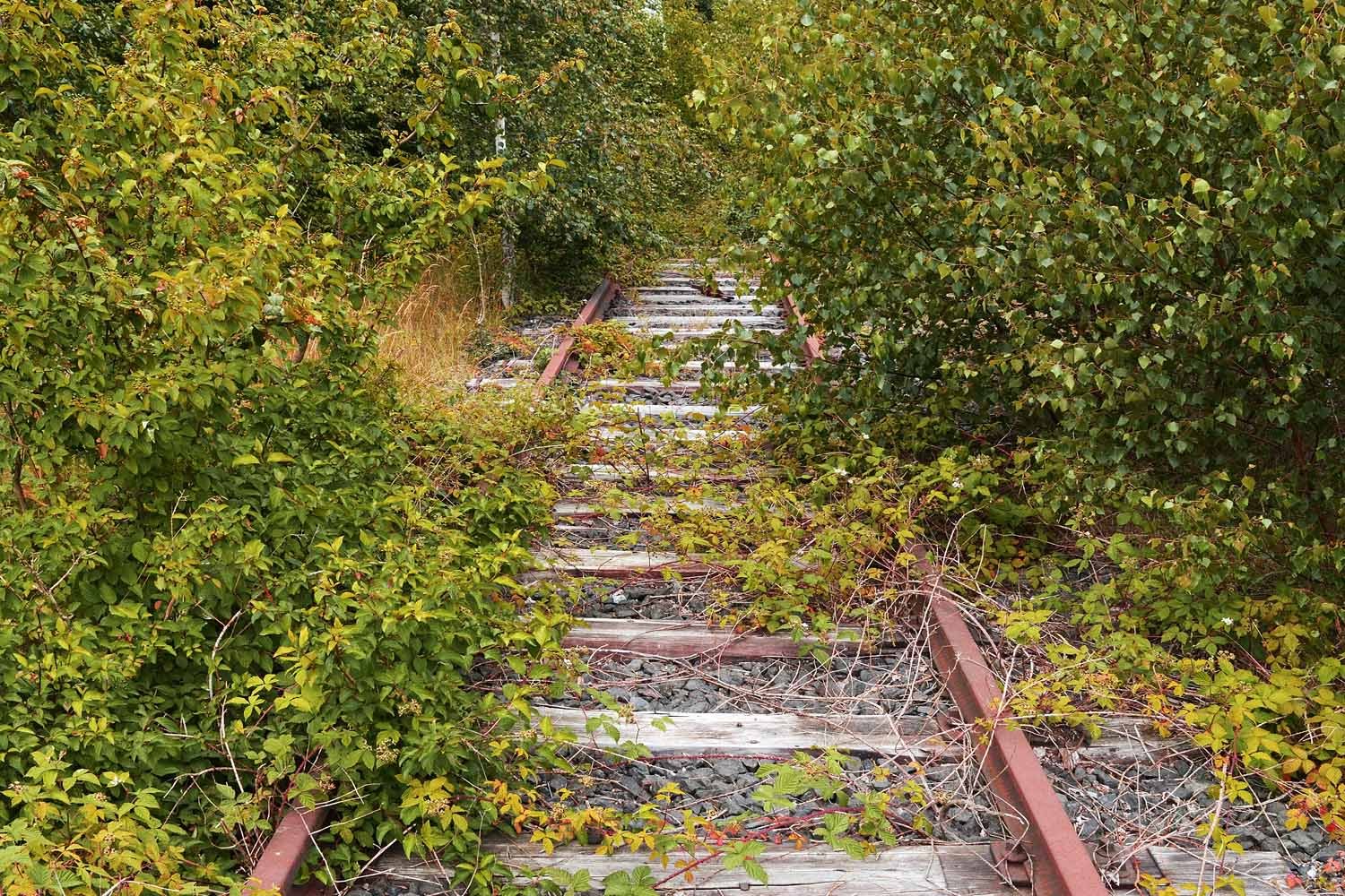 bahnschienen-von-pflanzen-ueberwuchert