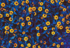 Blumen fotografiert in Pop-Art Manier